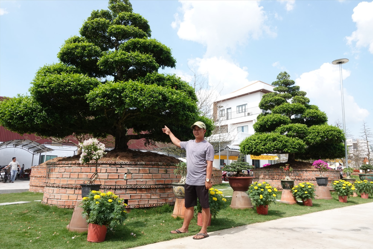 Cây nguyệt quế hợp mệnh gì