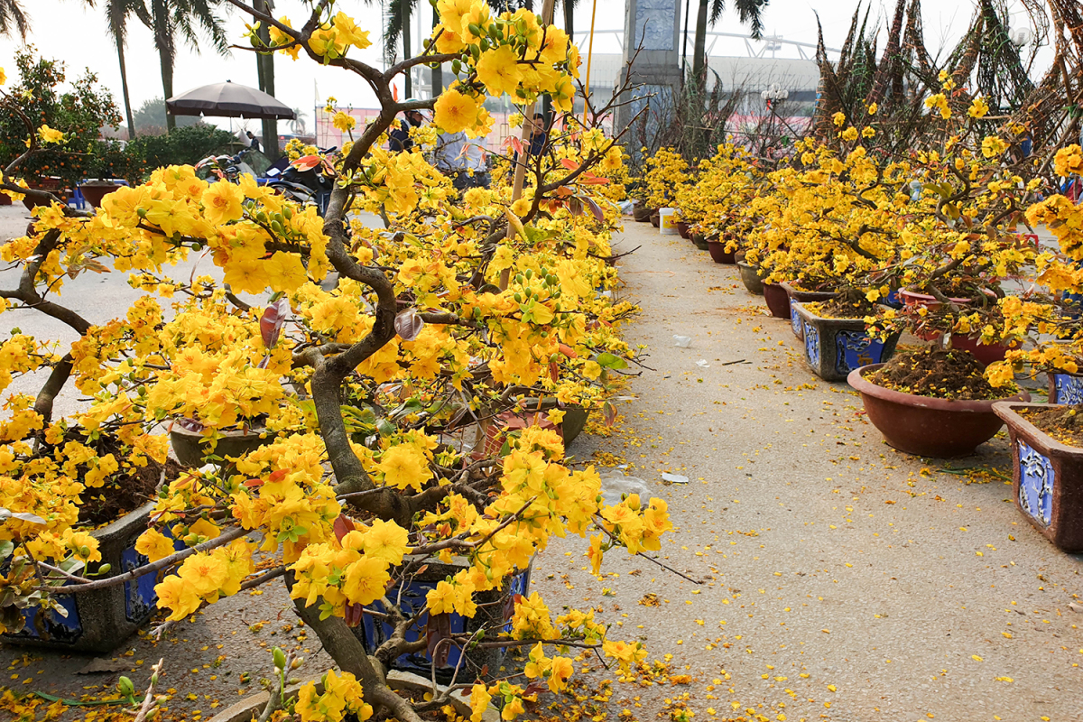 Thuốc phun kích thích ra hoa mai