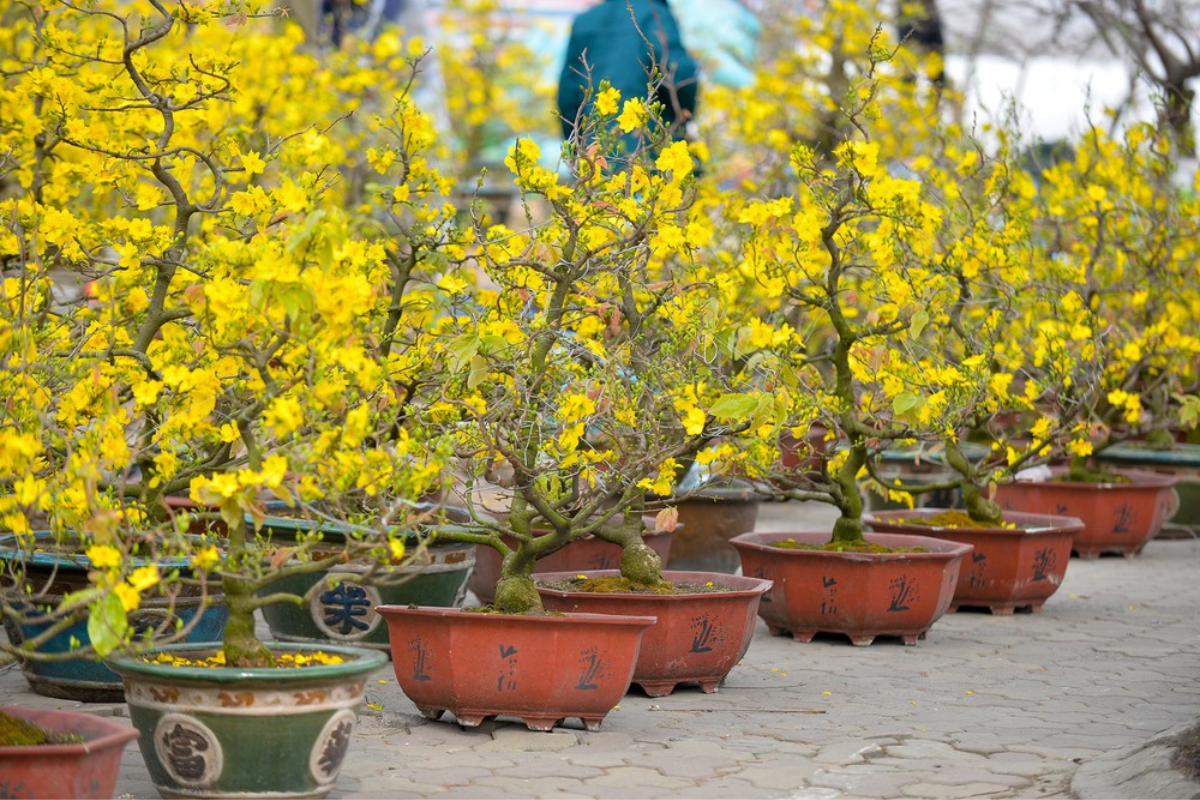 Thuốc phun kích thích ra hoa mai