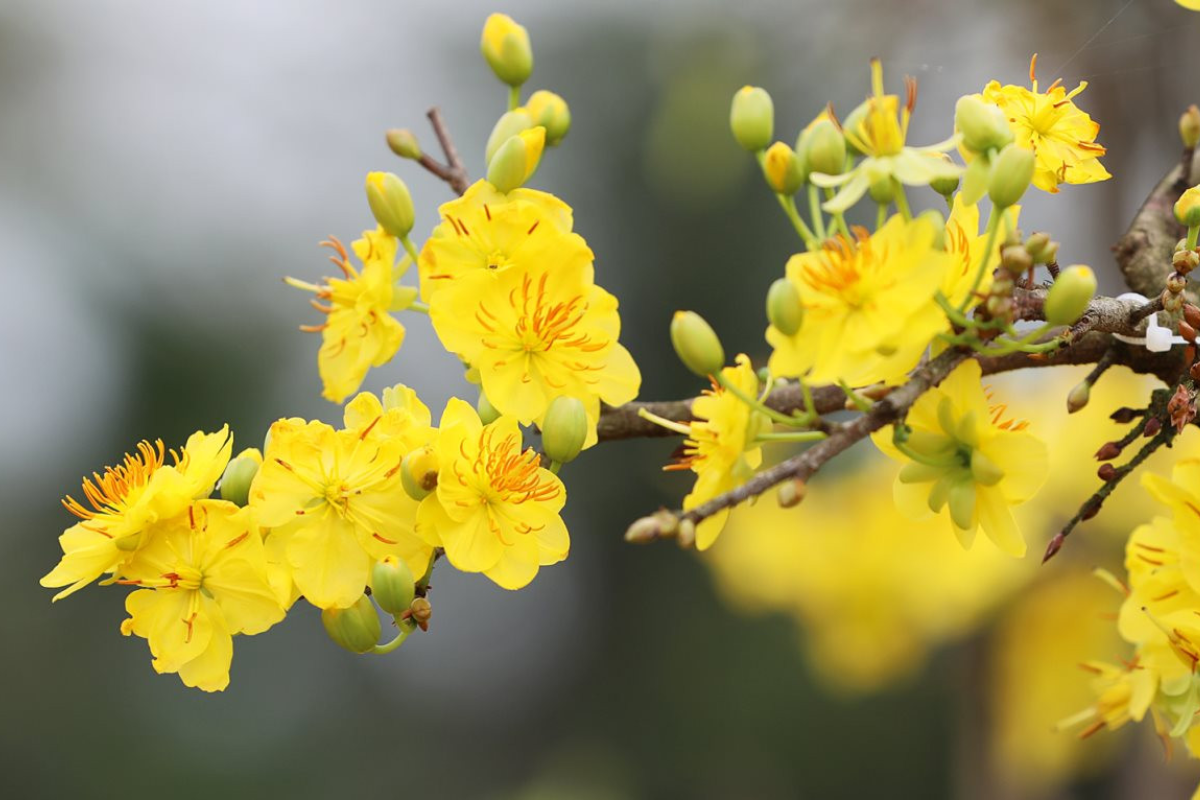 Thuốc phun kích thích ra hoa mai