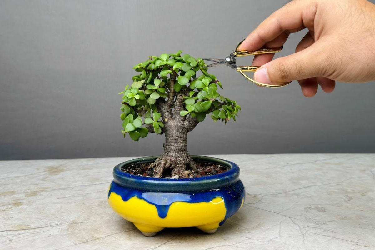 Các loại cây bonsai trồng trong nhà