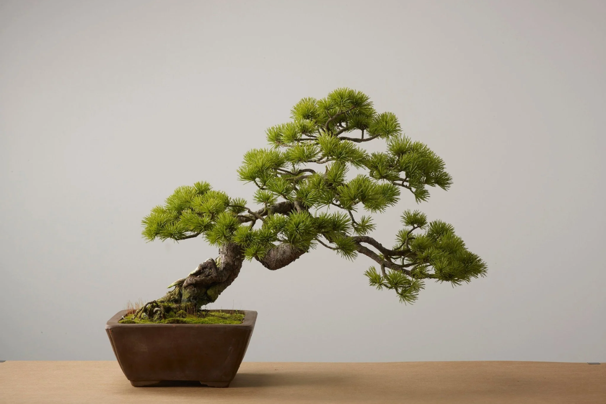 Các loại cây bonsai trồng trong nhà