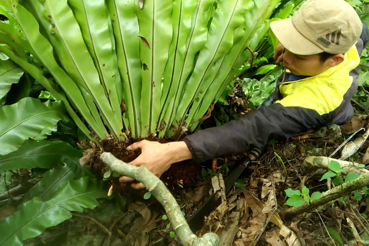 Tác dụng của cây tổ quạ trong không gian sống