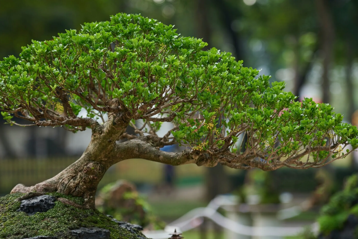 Những loại cây phổ biến trong bonsai