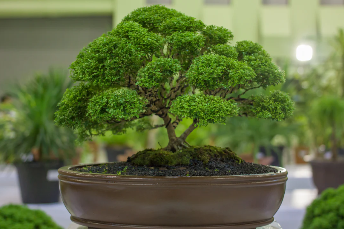 Kỹ thuật tạo hình cây cảnh Bonsai